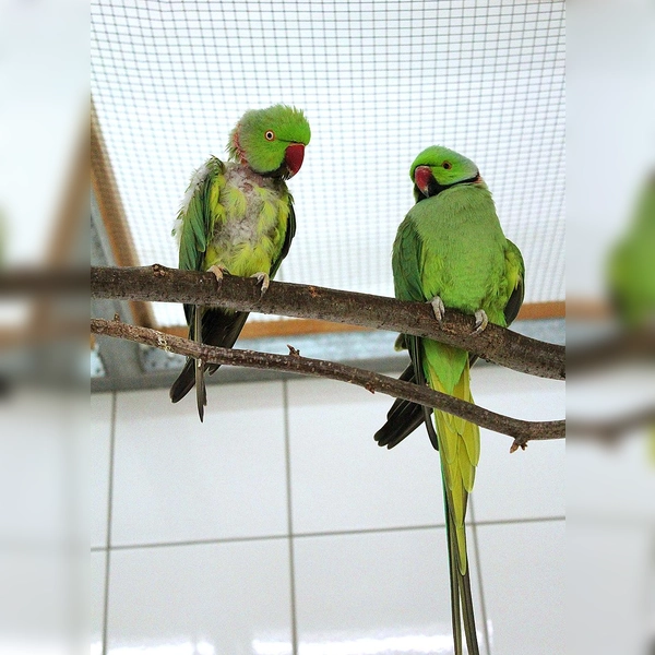 Bingo und Achmed haben sich hier bei uns kennen und lieben gelernt und möchten unbedingt zusammen bleiben. (Foto: Tierheim Riem)