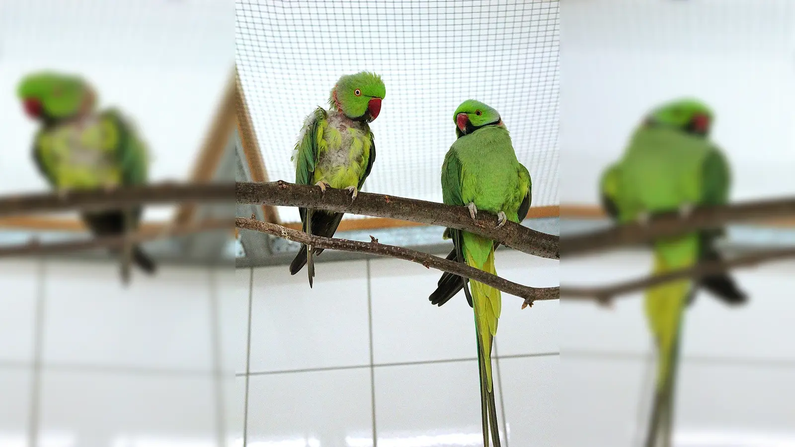 Bingo und Achmed haben sich hier bei uns kennen und lieben gelernt und möchten unbedingt zusammen bleiben. (Foto: Tierheim Riem)