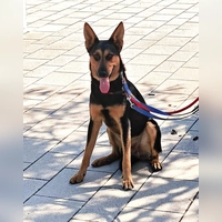 Schäferhund Mix Louis. (Foto: Tierheim Riem)