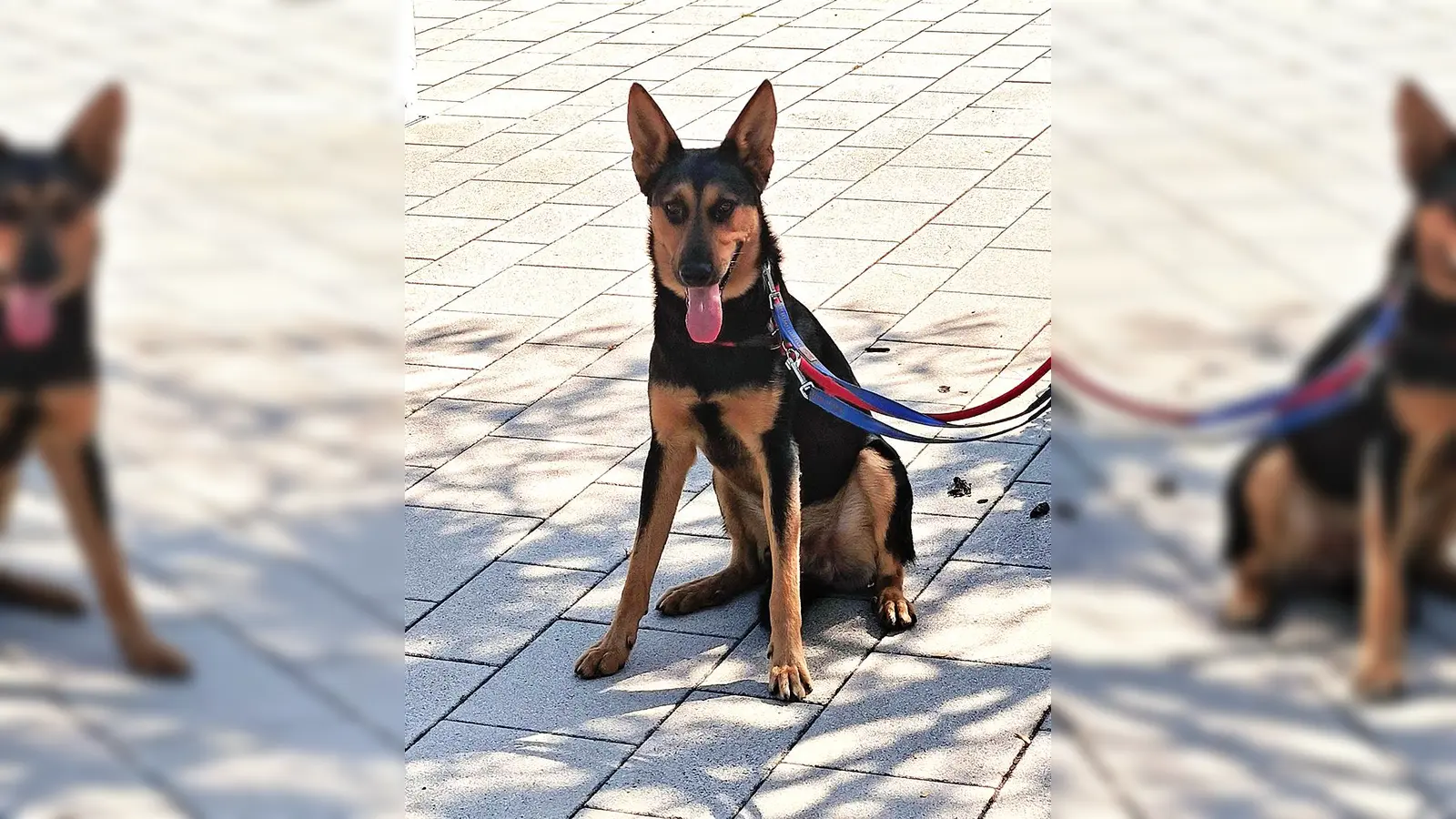 Schäferhund Mix Louis. (Foto: Tierheim Riem)