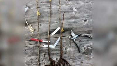 Viel braucht es nicht, um Obstbäume zu veredeln. (Foto: Hannemann)