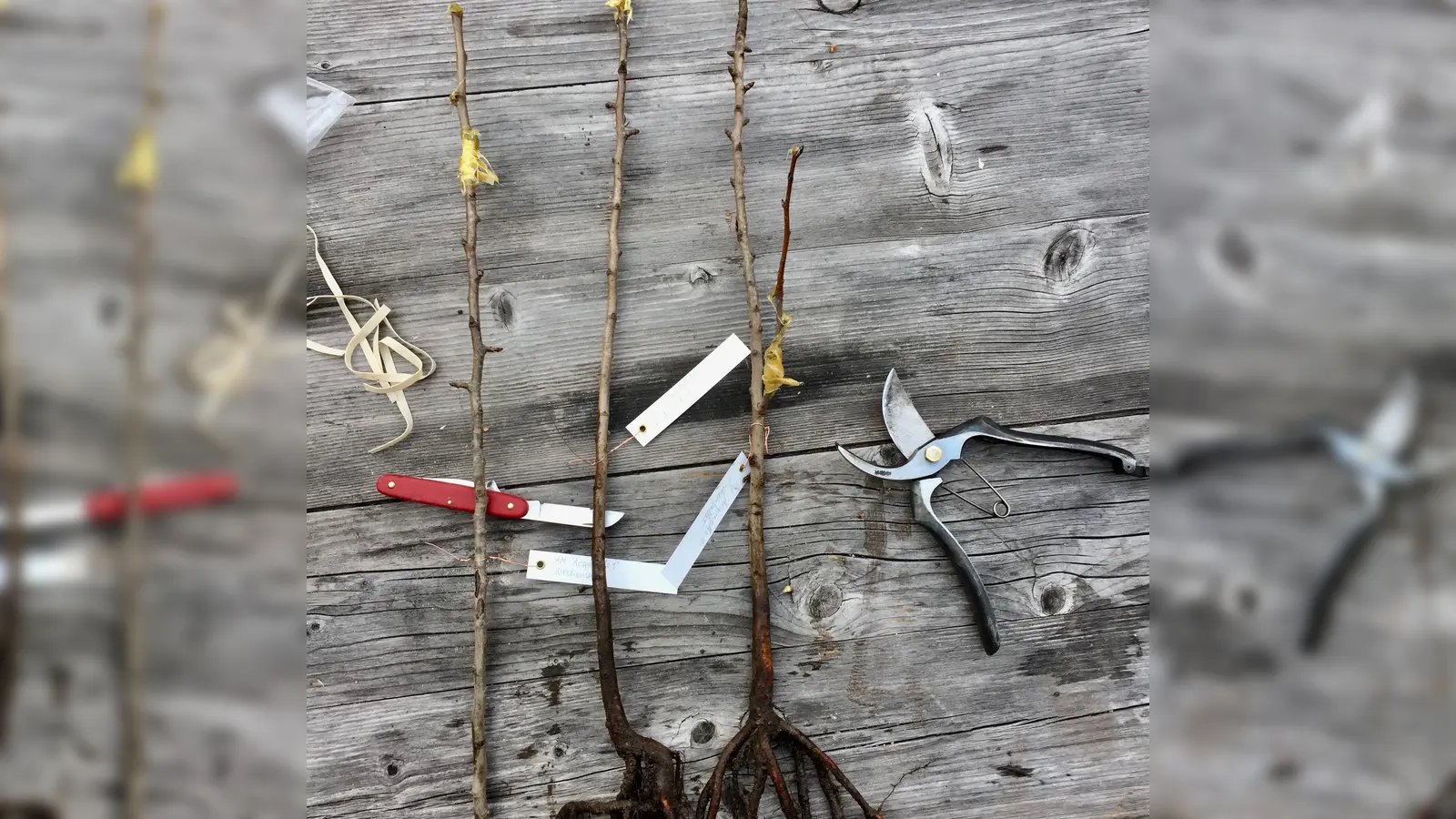 Viel braucht es nicht, um Obstbäume zu veredeln. (Foto: Hannemann)