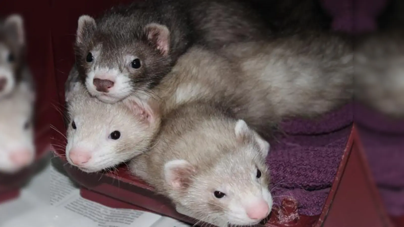 Foto: Tierheim