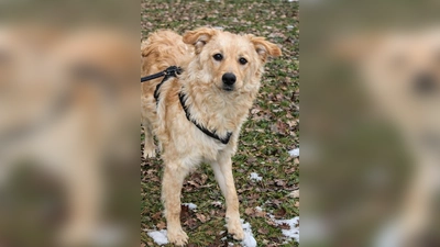 Mischlingsrüde Snoopy. (Foto: Tierheim Riem)