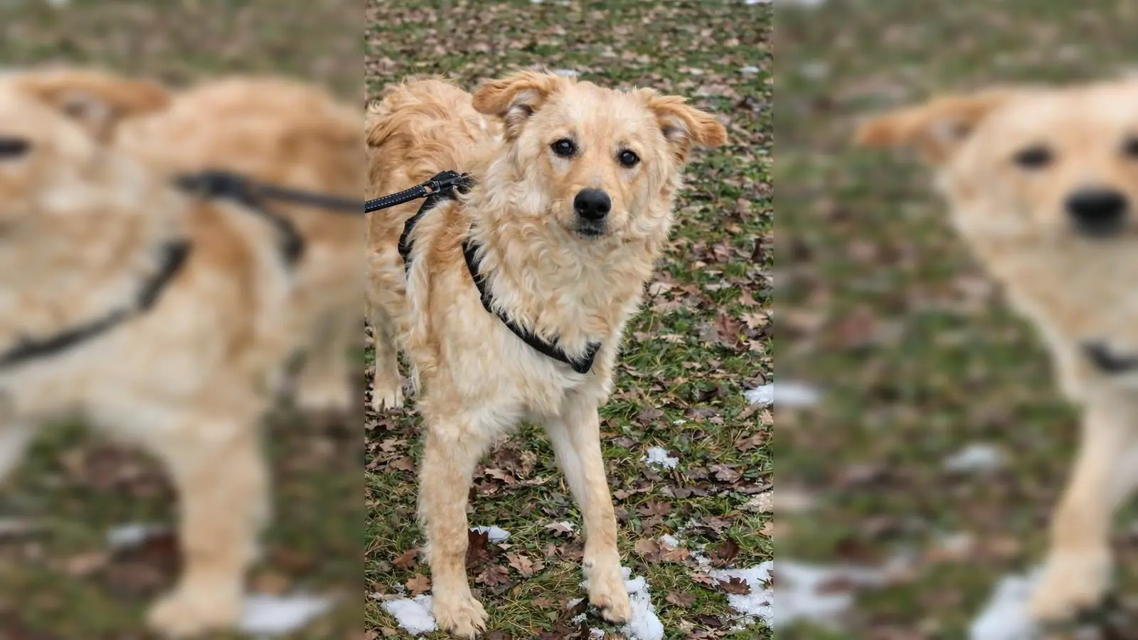 Mischlingsrüde Snoopy. (Foto: Tierheim Riem)