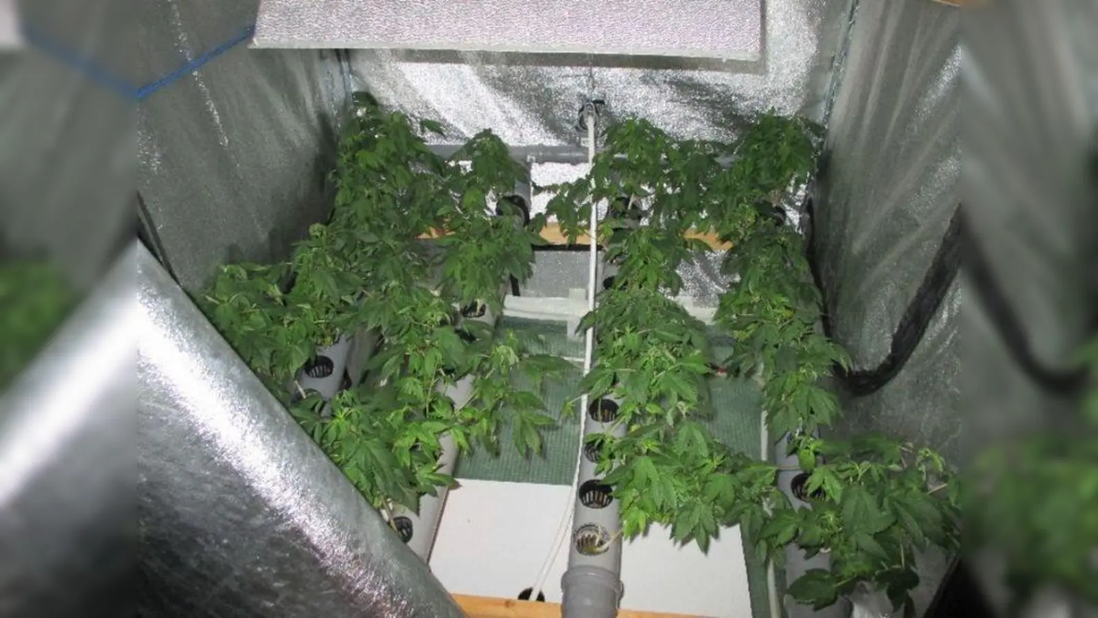 Die Marihuana-Plantage in Baierbrunn. (Foto: Polizei)