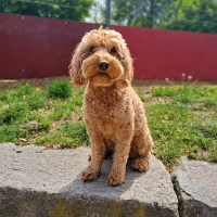 Der hübsche Pudel-Mix Chico. (Foto: Tierheim Riem)