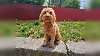 Der hübsche Pudel-Mix Chico. (Foto: Tierheim Riem)