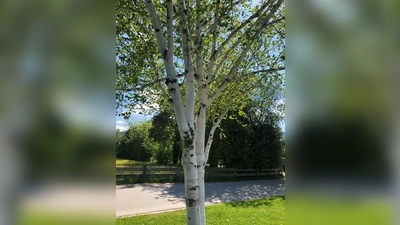 Auch Birkenholz ist für Parkettböden aufgrund seiner interessanten Maserung sehr beliebt. (Foto: hw)