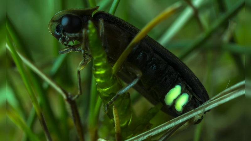 Ein Glühwürmchen (Kleiner Leuchtkäfer) sitzt hier auf einem Grashalm und wartet auf Besuch. (Foto: Ralph Sturm)