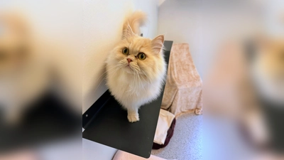 Der Perser-Kater Teddy ist temperamentvoll und zeigt seine Zuneigung auf seine eigene Weise.  (Foto: Tierheim Riem)