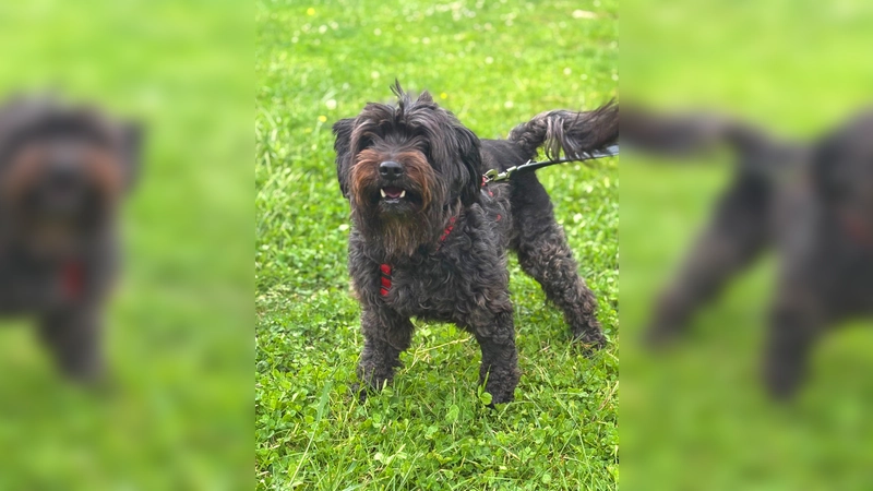 Die Zwergschnauzerhündin Lili. (Foto: Tierheim Riem)