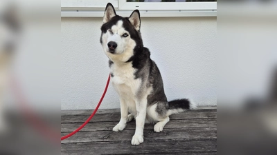 Sibirischer Husky Leo (Foto: Tierheim Riem)