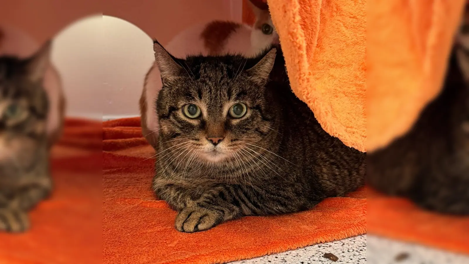 Schorschi (Foto: Tierheim Riem)