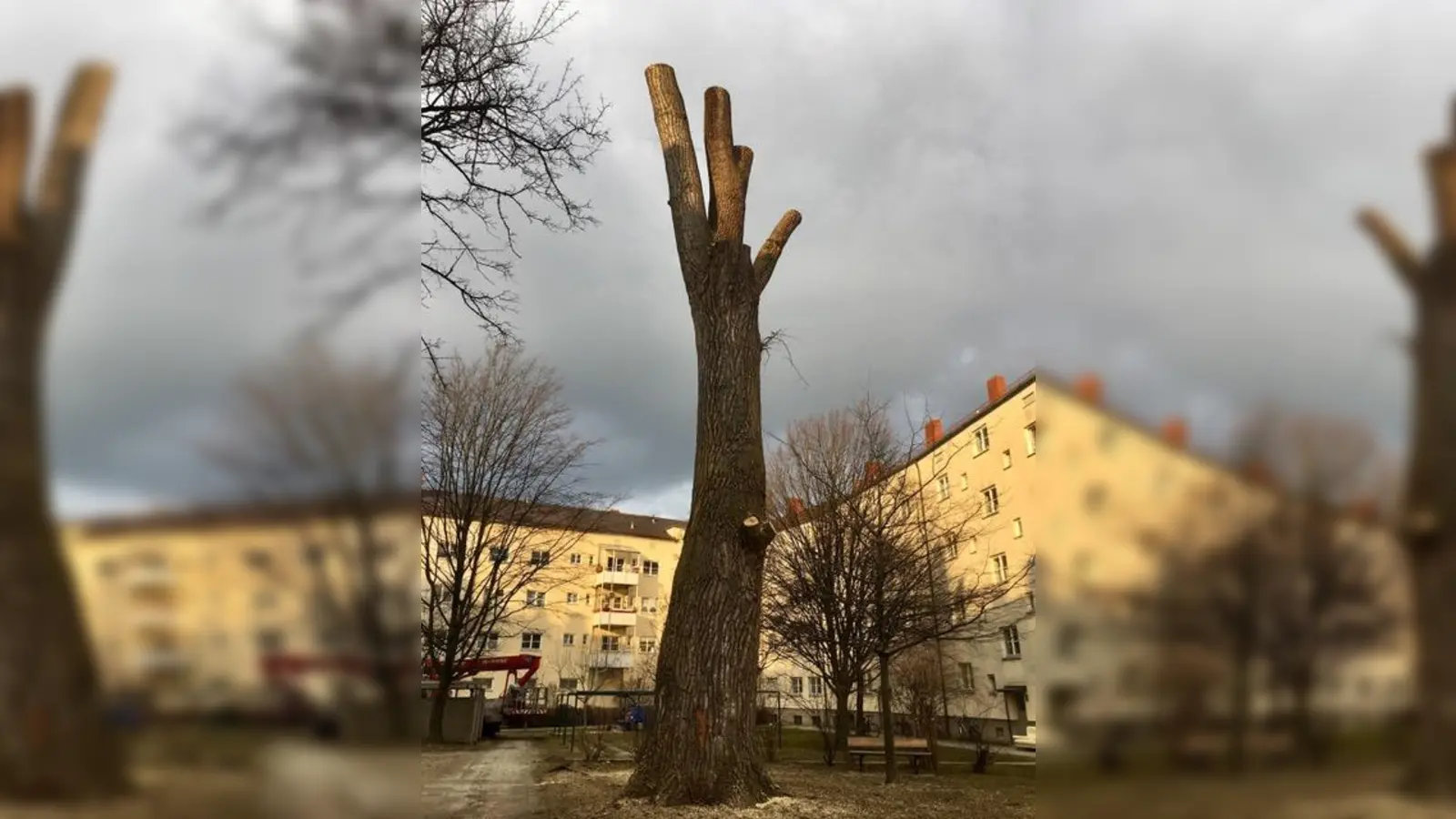 Die Weißpappel ist auf gut 14 Meter heruntergestutzt worden. Die Anwohner hoffen, dass der Baum stehen bleiben und wieder wachsen darf. (Foto: privat)