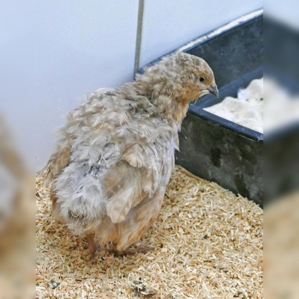 Fünf Wachteln – vier Hähne und eine Henne suchen ein neues Zuhause. (Foto: Tierheim Riem)