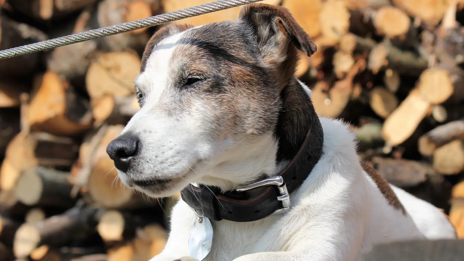 Abkühlung gefällig? Der Hundeverein Unterföhring verteilt am 8. August kostenloses Hundeeis. (Archivbild: chk)