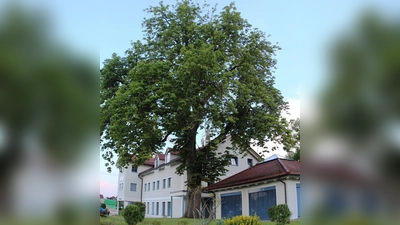 Die Kastanie vor dem Brunnthaler Rathaus soll bleiben. Im Frühjahr wird ein Gutachter das schöne Gehölz auf Stand- und Bruchfestigkeit prüfen. (Foto: RedB)