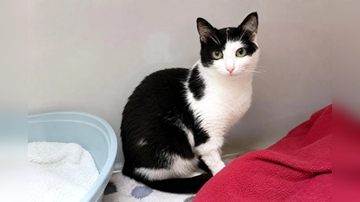 Lucia wird ausschließlich in Einzelhaltung vermittelt. (Foto: Tierheim Riem)