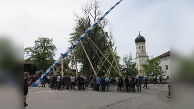 Harte Arbeit war es, den 52 Meter langen Maibaum in Aying in die Höhe zu hiefen.  (Foto: hw)