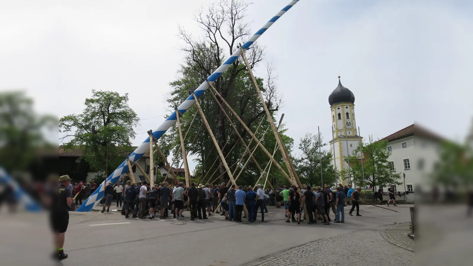 Harte Arbeit war es, den 52 Meter langen Maibaum in Aying in die Höhe zu hiefen.  (Foto: hw)