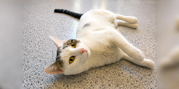 Der Kater Trüffel Toni zeigt deutlich, wenn ihm etwas zuviel wird. (Foto: Tierheim Riem)