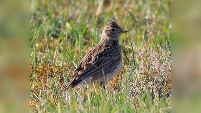 Die Teilnehmer des Vogelspaziergangs werden mit der Sichtung seltener Vogelarten, wie der Feldlerche, belohnt. (Foto: Markus Dähne)