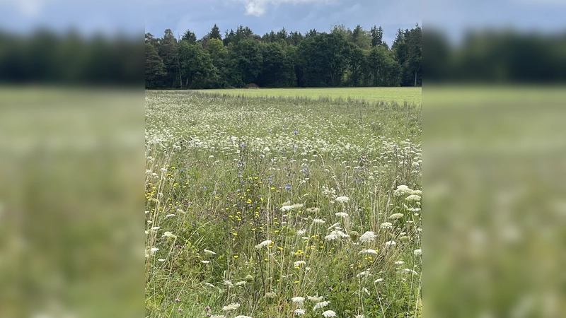 Ein Schlemmerbuffet für Insekten aller Art, die Blühwiesen in Brunnthal - das kann man auch zu Weihnachten verschenken. (Foto: hw)