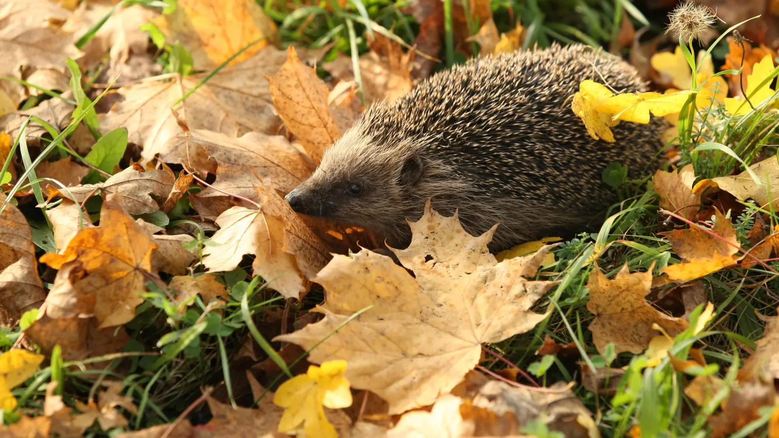 Der Igel überwintert gerne in Laubhaufen, die man ihm in einer windstillen Ecke anhäuft. Wer ein bisschen Laub im Garten liegenlässt, schont auch Insekten, die – nicht nur dem Igel – als Nahrungsquelle dienen.  (Foto: Zdenek Tunka)