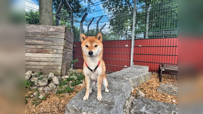 Jiro ist ein charakterstarker Rüde, der klare Strukturen und konsequente Führung braucht. (Foto: Tierheim Riem)