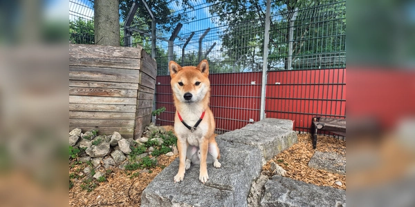 Jiro ist ein charakterstarker Rüde, der klare Strukturen und konsequente Führung braucht. (Foto: Tierheim Riem)