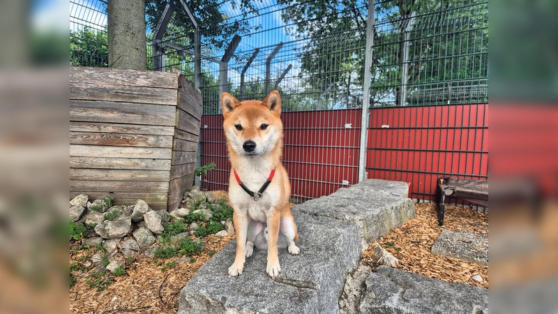 Jiro ist ein charakterstarker Rüde, der klare Strukturen und konsequente Führung braucht. (Foto: Tierheim Riem)