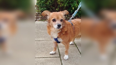 Spitz-Mix Hündin Sophie. (Foto: Tierheim Riem)