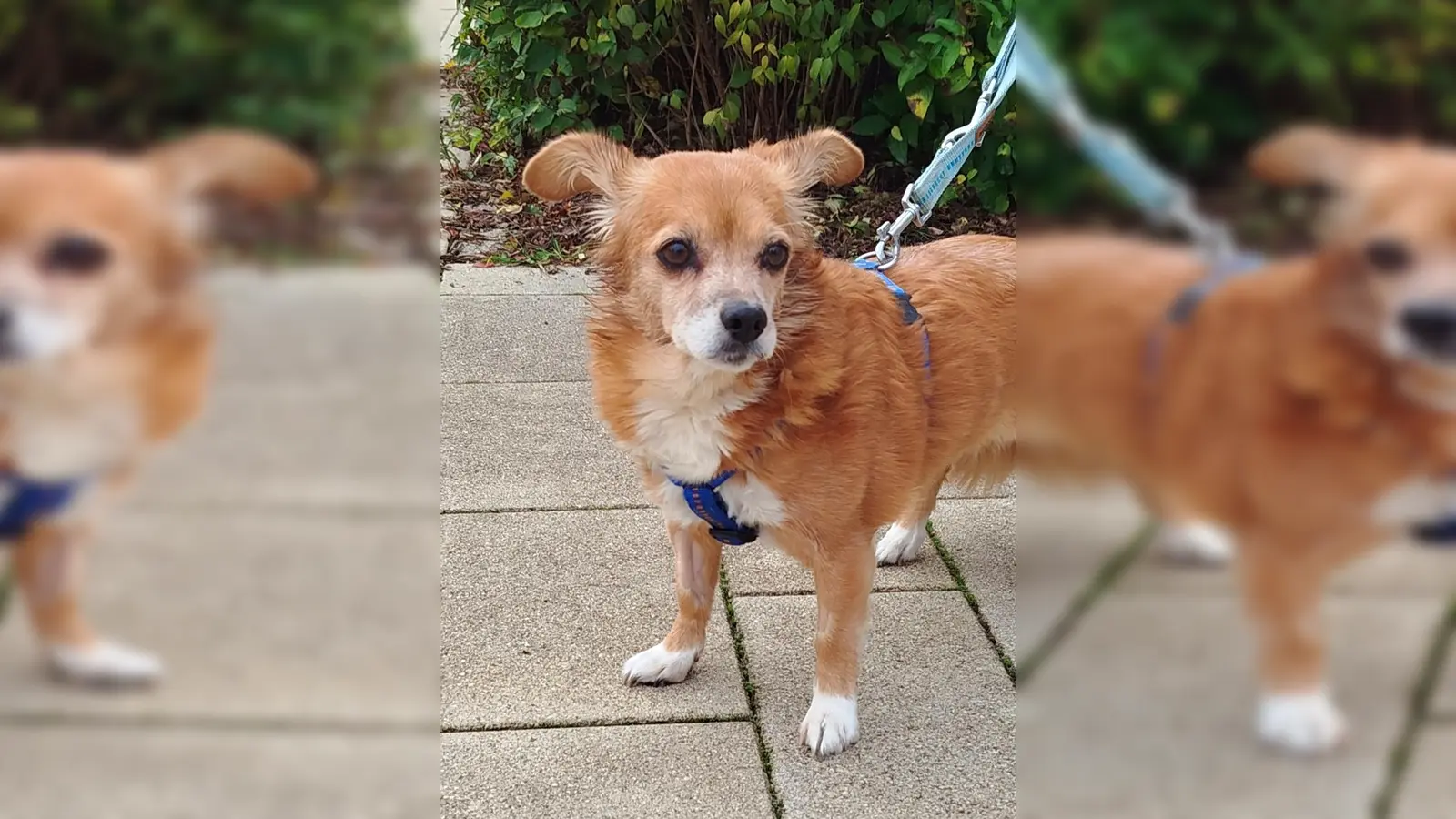 Spitz-Mix Hündin Sophie. (Foto: Tierheim Riem)