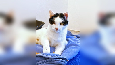 Europäisch Kurzhaar Katze Molly. (Foto: Tierheim Riem)