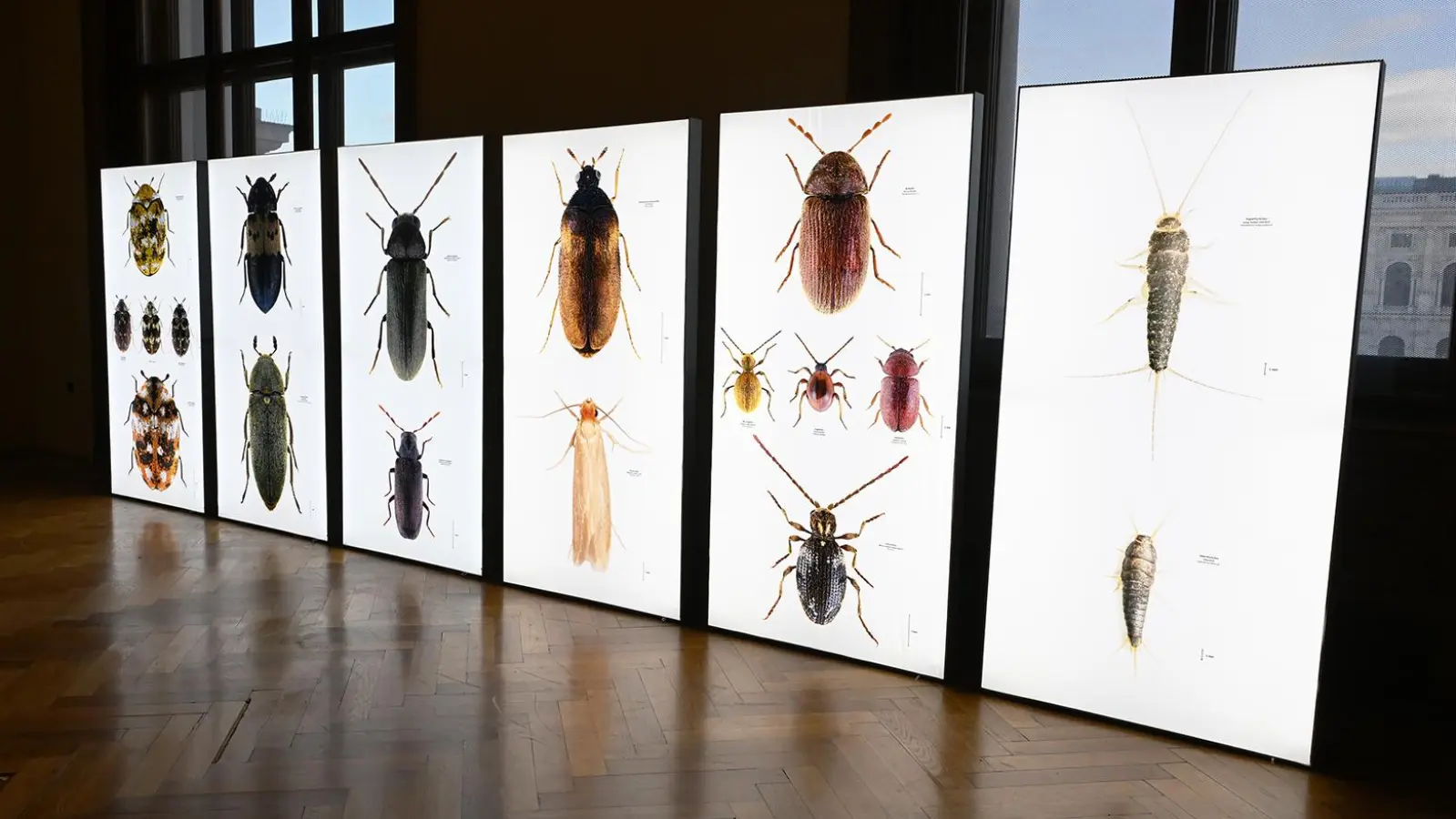 Großformatige Bilder von Udo Schmidt zeigen auf Leuchttafeln die Schönheit der Schädlinge. (Foto: NHM Wien, Chloé Potter, Originalfotografien Dr. Udo Schmidt)