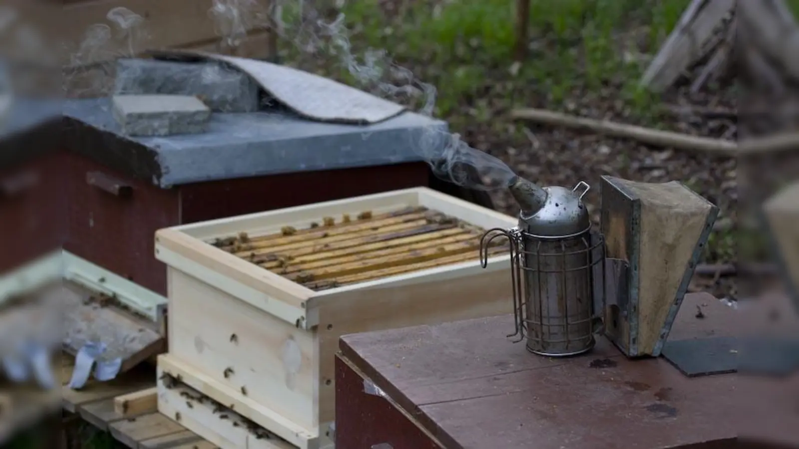 Der „Tag der offenen Tür” am Sonntag, 1. Juli im Bienenzucht- und Obstverein München - Lochhausen bietet einen ungewöhnlich tiefen Einblick in das goldene Handwerk der Immenzucht. (Foto: Thomas Petermann)