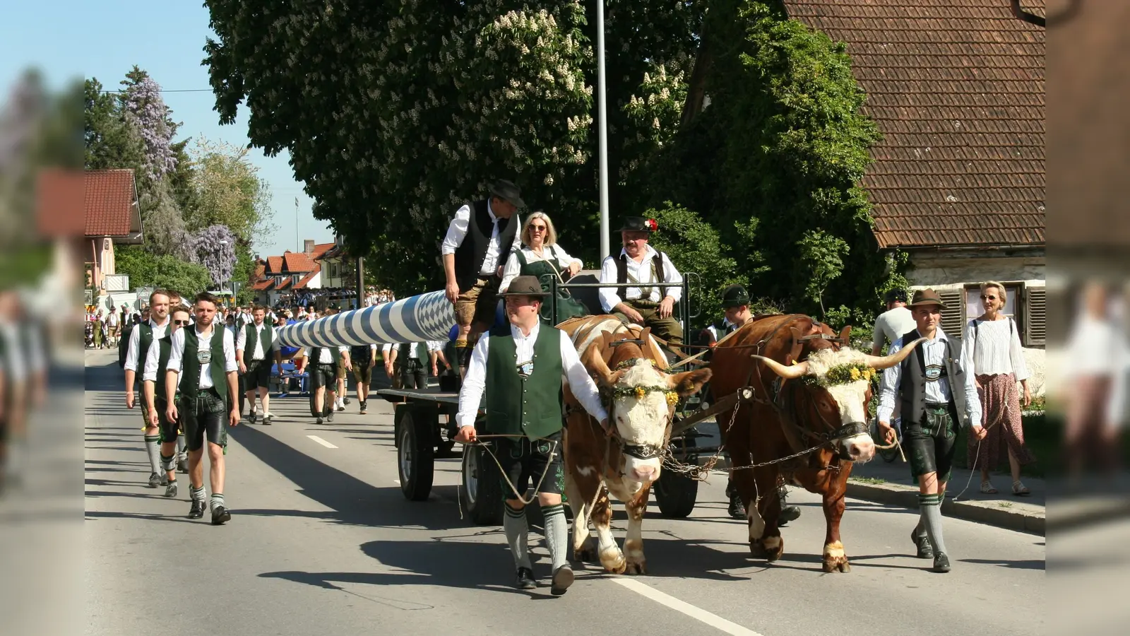 In Landsham wurde der Maibaum mit einem Ochsengespann zu seinem neuen Standplatz gebracht. (Foto: Georg Rittler)