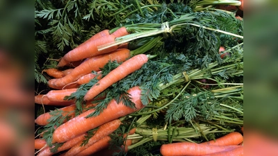 Nichts schmeckt besser als Gemüse aus dem eigenen Garten. (Foto: dm)