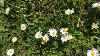 Zecken halten sich gerne bodennah im feuchten Gras auf. Beim Vorbeigehen streift man sie ab und schon hat man sie am Körper.  (Foto: lsc)