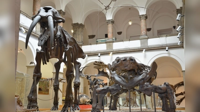 Im Erdgeschoss des Lichtshofs gibt es beeindruckende Großfossilien zu entdecken: darunter Riesenflugsaurier, Pden größten bayerischen sowie den letzten Dinosaurier, Säugetiere der Eiszeit wie Mammut, Riesenhirsch und Säbelzahntiger, und im Mittelpunkt das Skelett des Mühldorfer Urelefanten. (Foto: SNSB)