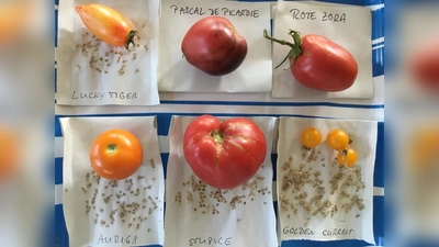 Tomaten-Fans finden bereits Saatgut verschiedenster Sorten vor. Nach der Ernte wird es nun sicher noch um einige weitere ergänzt werden.  (Foto: Regina Liebl-Mayer)