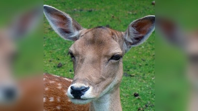 Der Mann wollte einen Reh ausweichen und baute einen Unfall. (Foto: CC0)