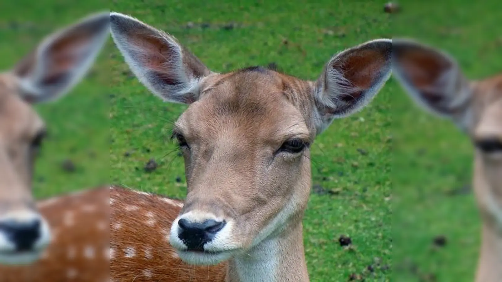 Der Mann wollte einen Reh ausweichen und baute einen Unfall. (Foto: CC0)