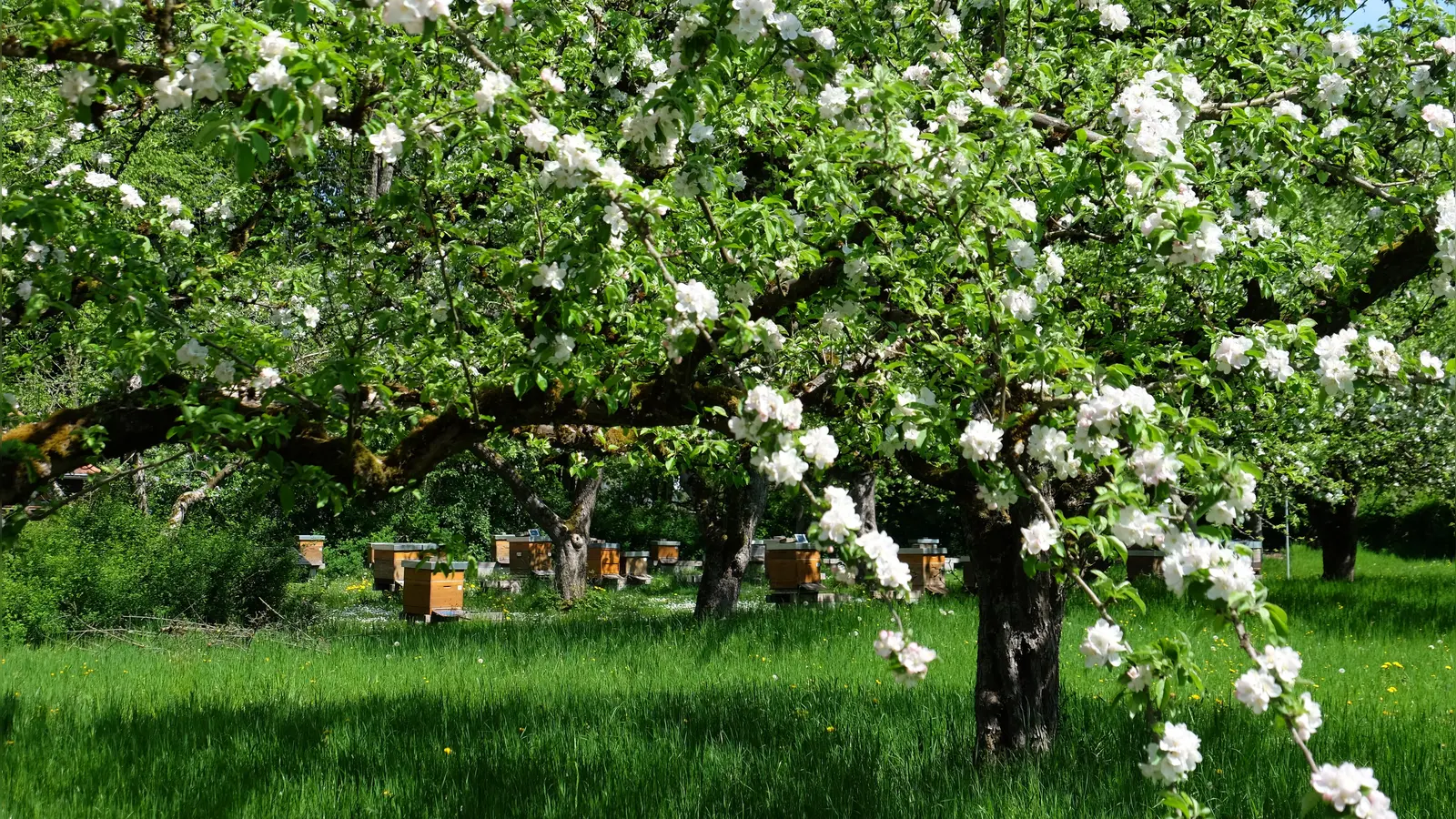 Streuobstwiesen sind nicht nur schön anzusehen, sondern wirken sich auch positiv auf die Artenvielfalt aus. (Foto: Andrea M. Stützle)