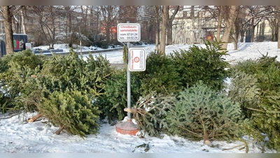 Im Georg-Freundorfer-Park wurde eine neue Christbaum-Sammelstelle eingerichtet, wo bis zum 4. Februar ausgediente Weihnachtsbäume abgelegt werden können. (Foto: Beatrix Köber)