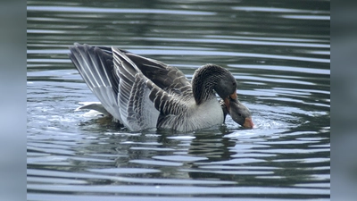 Nein, sie zanken sich nicht: Die Paarung der Gänse findet immer "temperamentvoll" im Wasser statt. (Foto: Sorge)