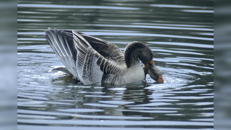 Nein, sie zanken sich nicht: Die Paarung der Gänse findet immer "temperamentvoll" im Wasser statt. (Foto: Sorge)
