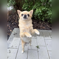 Der Chihuahua Gollum muss das komplette Hunde-Einmaleins noch lernen. (Foto: Tierheim Riem)