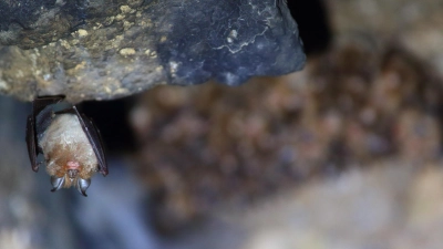 Diese Kleine Hufeisennase hängt in einer Höhle ab. Abends schwärmen die Fledermäuse aus. Bei der Batnight kann man sie beobachten. (Foto: © LBV, Stefan Masur)